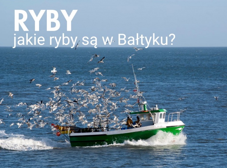 Jakie ryby występują w Bałtyku w Ustce?